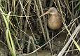 Clapper Rail-2